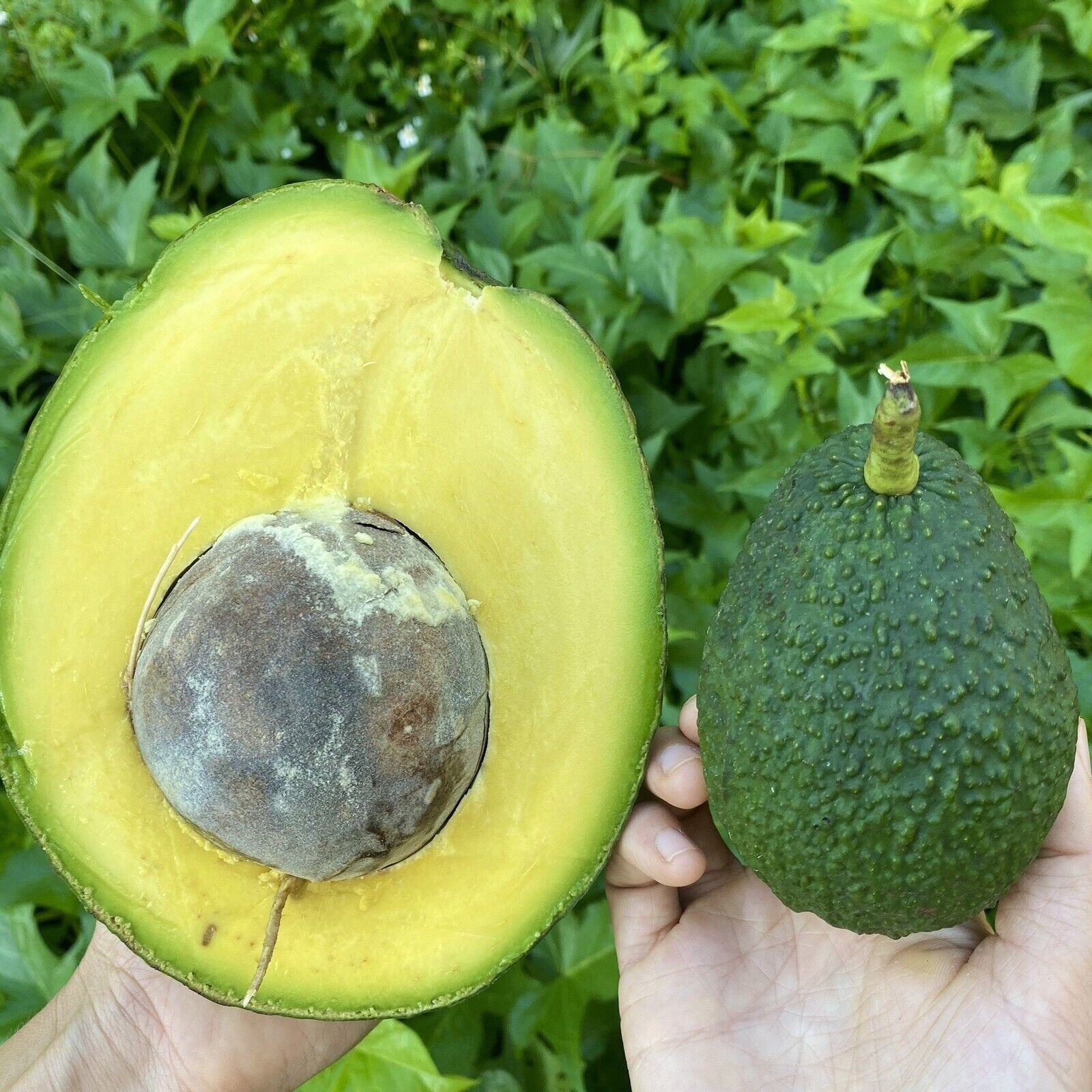 Marcus Pumpkin Avocado Tree – Live Tropical Fruit Tree – Rare Variety - NO CA gallery