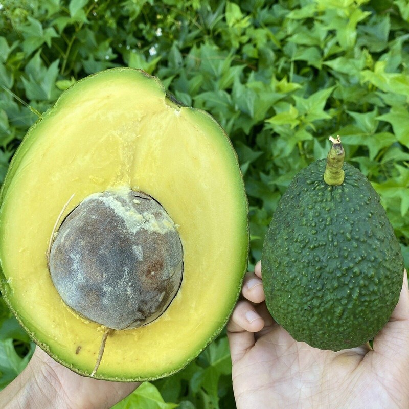 Marcus Pumpkin Avocado Tree – Live Tropical Fruit Tree – Rare Variety - NO CA gallery