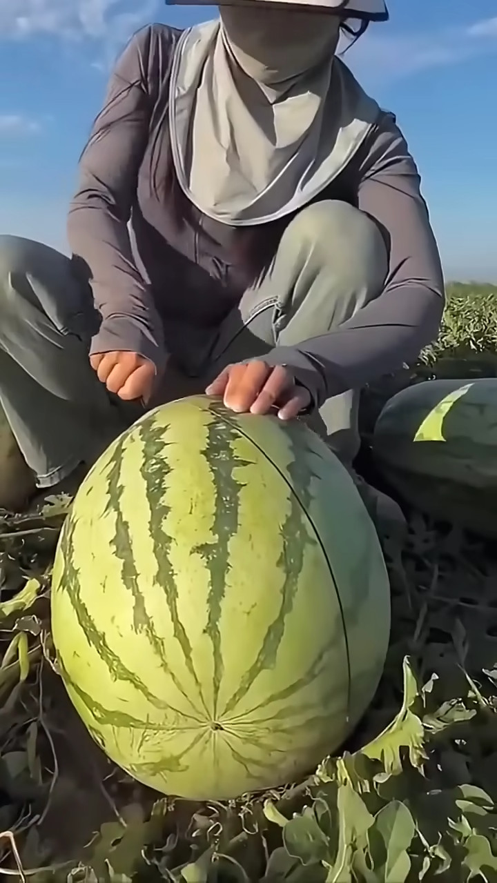 Giant Red Watermelon Seeds gallery