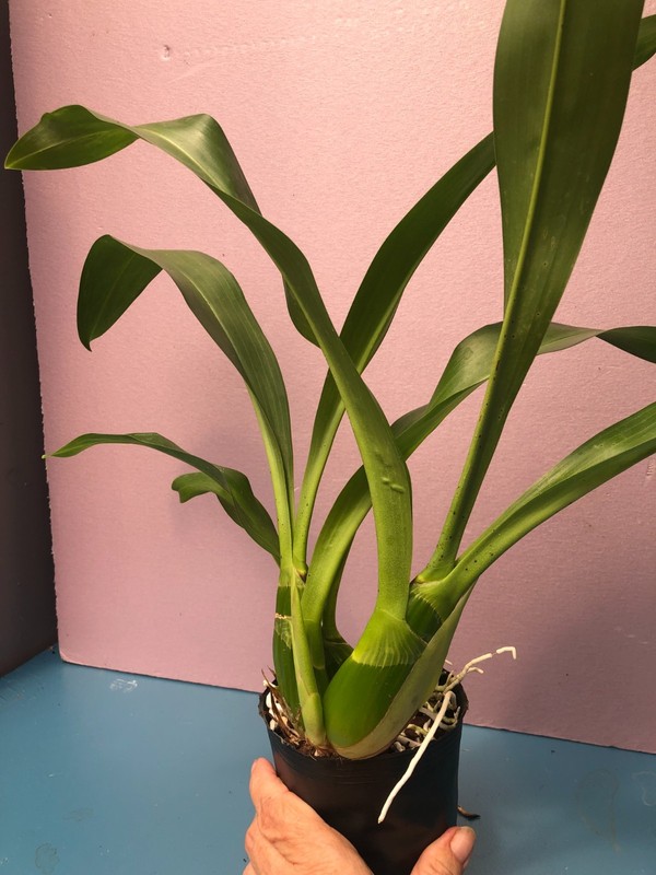 (787-2) Gram.scriptum NBS fragrant gallery