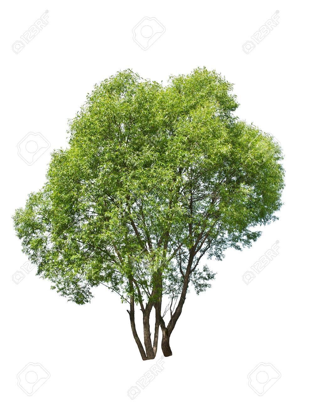 (One) Fastest Growing Tree in The World -Ready to Plant - One Live Aussie Hybrid gallery