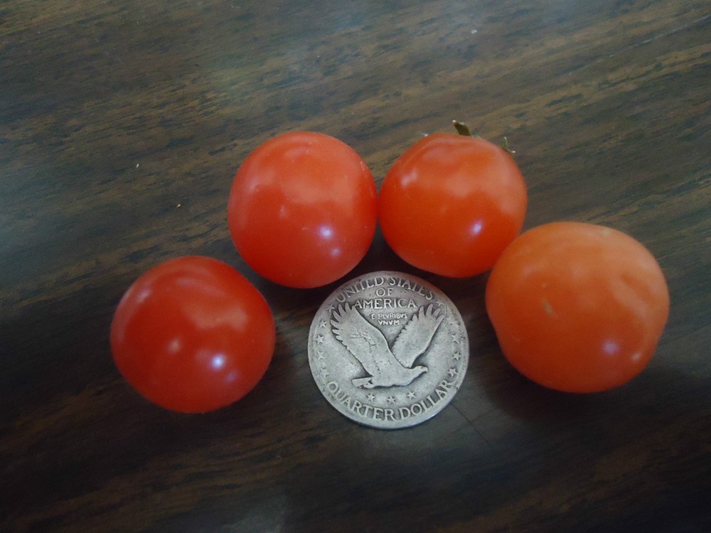 Tiny Tim Dwarf Cherry Tomato 20 seeds *HEIRLOOM* SEEDS OF LIFE