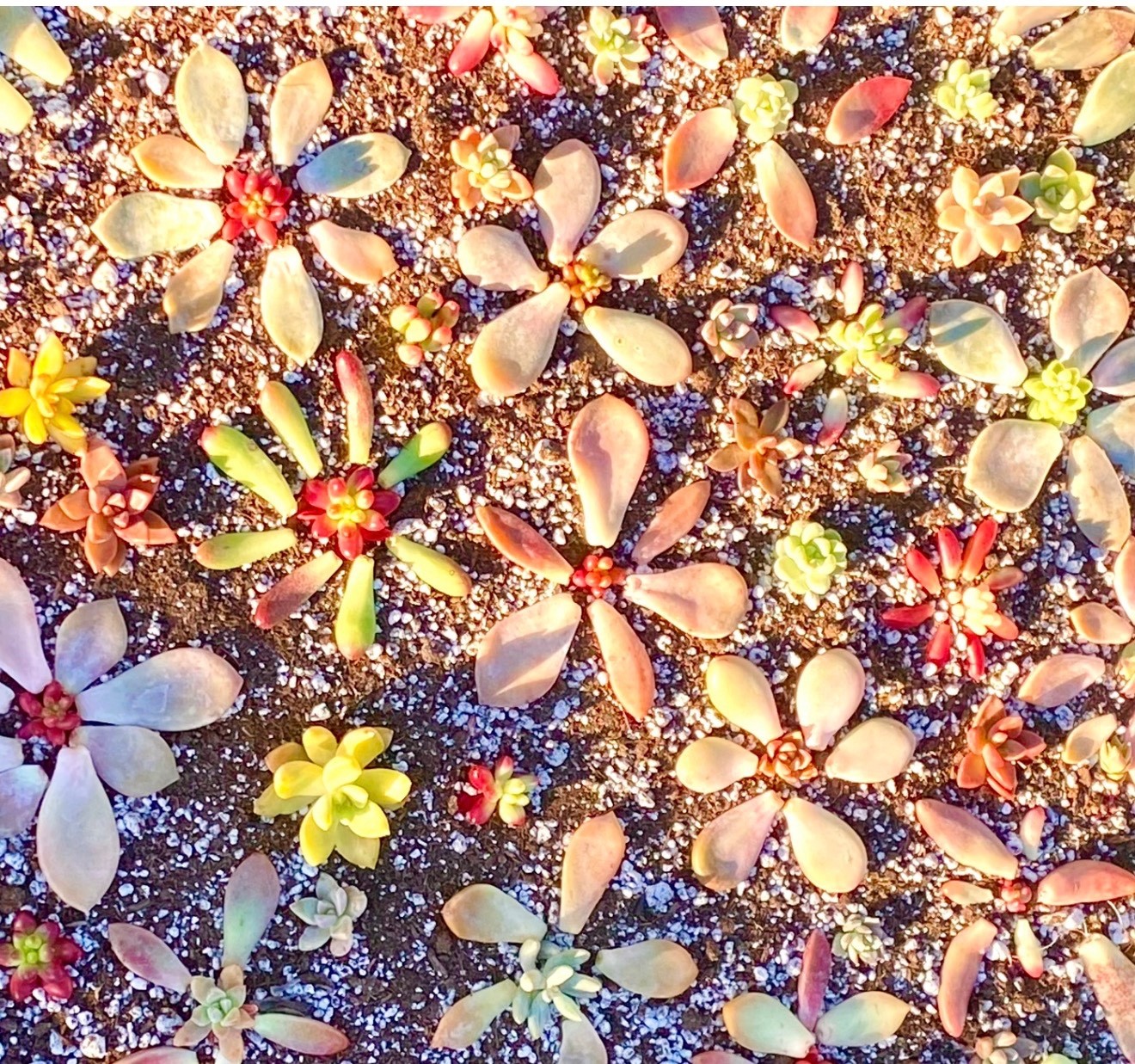 50 Colorful All Different Succulent Leaves Starter Kit Easy Propagation FREESHIP gallery