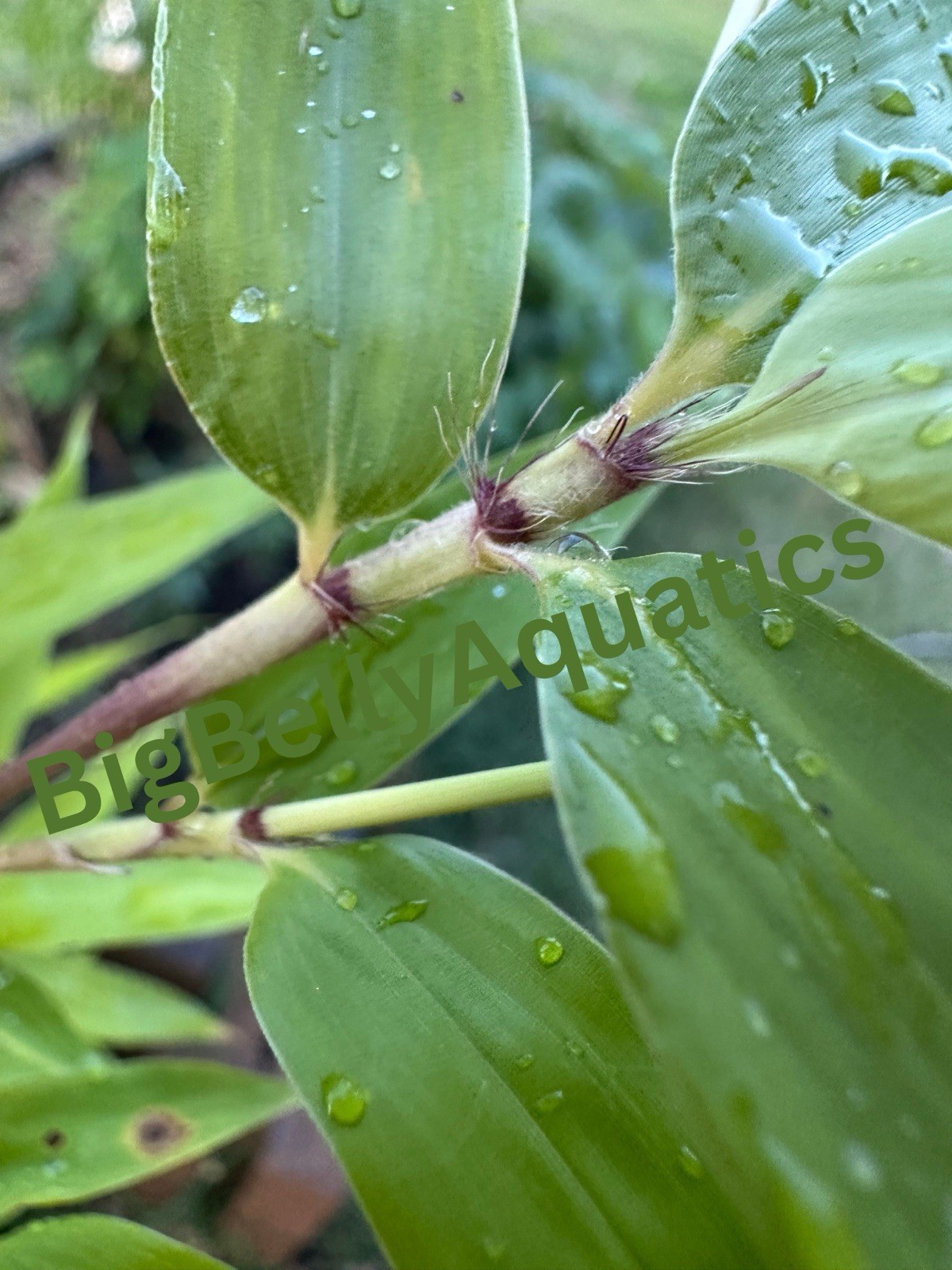 Rare Giant Gray bamboo - Phyllostachys nigra 'Henon - Live Rhizome gallery