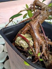 Ficus Pre Bonsai Specimen Root Over Rock awesome Cascade 20+Years Old