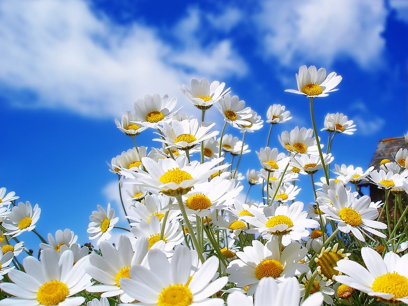 301+SILVER PRINCESS Seeds Dwarf Shasta Daisy Cut Flowers Container Garden Easy gallery