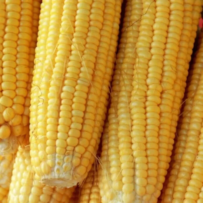 50pcs Golden Bantam Corn Heirloom Seeds - Non-GMO, Open-Pollinated, Sweet gallery