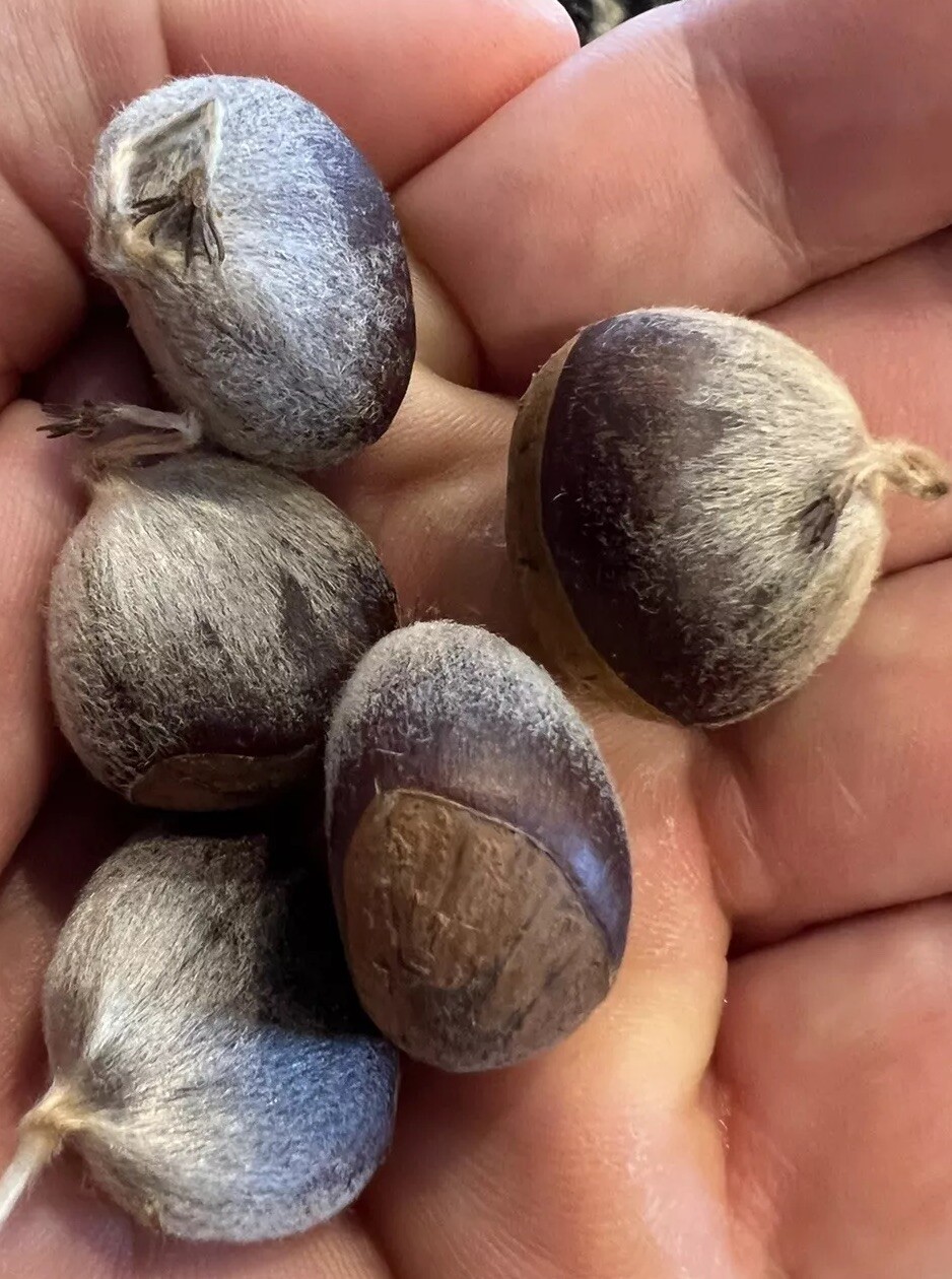 100% American Chestnut. 2025 harvest. Verified By The ACF. 5 Per Order gallery