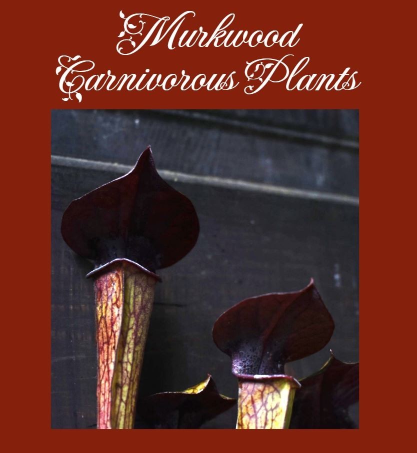 🔥 SINGLE DIVISION Sarracenia Alata Red x Oreo Live Pitcher Plant SHIPS BAREROOT gallery