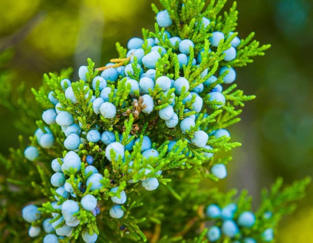 Eastern Red Cedar Trees Live Rooted In Pots 5 Per Order Seedlings gallery