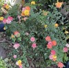 Very Rare Mini Roses Multi Color Plant 5 Cuttings gallery