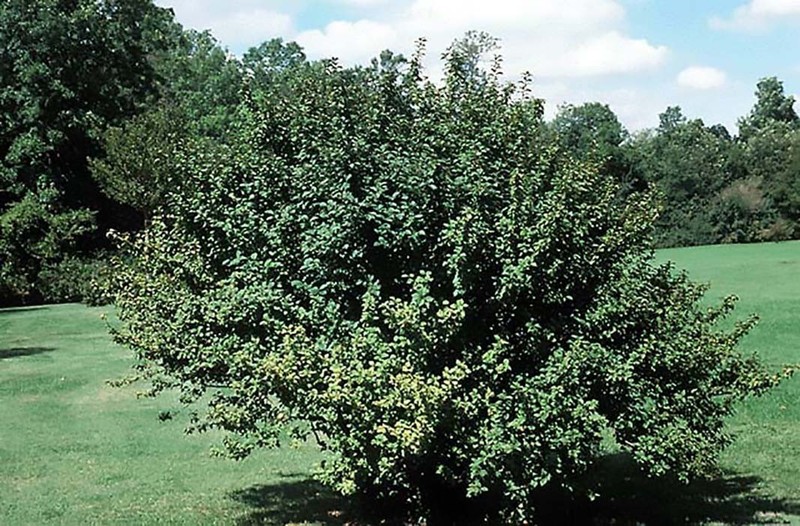 Nanking Cherry, Prunus tomentosa, Shrub Seeds (Edible, Hardy, Fast) gallery