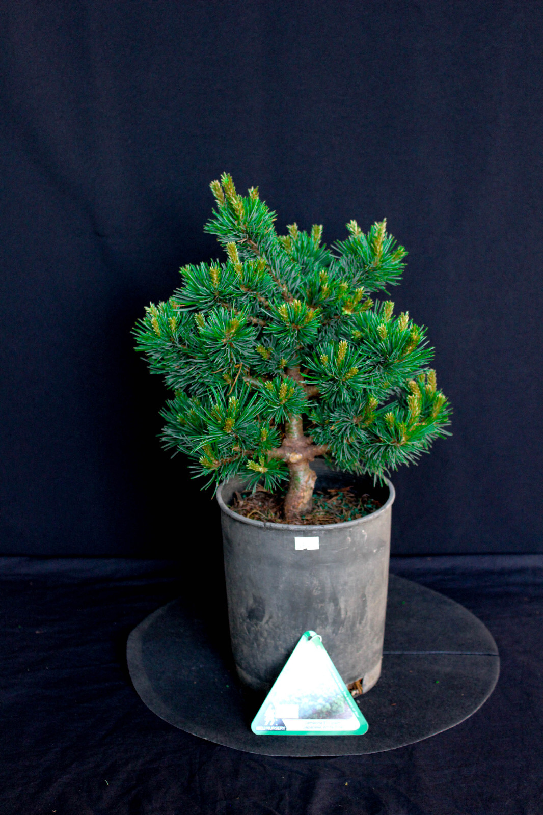 Japanese white pine ( Pinus Parviflora ) 'Catherine Elizabeth' --- 1 Gallon gallery