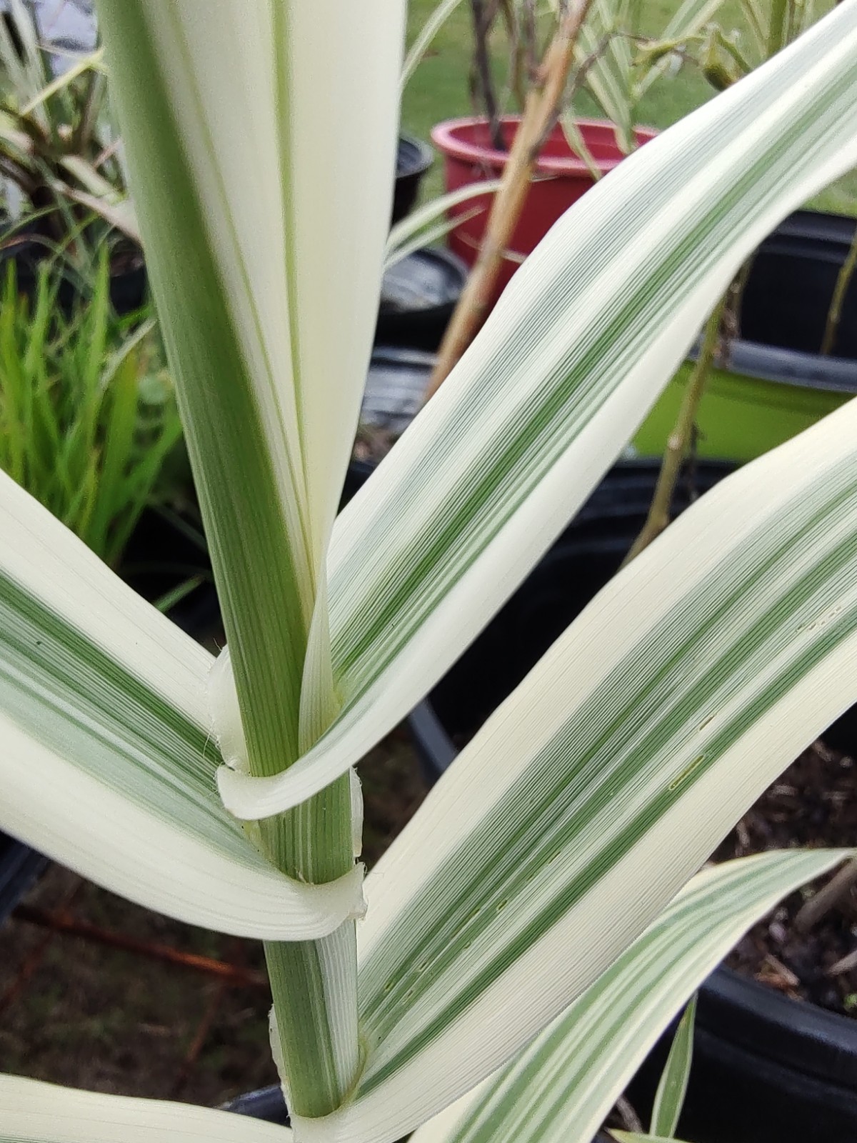 Arundo Donax 'Peppermint Stick' (Variegated) Giant Reed gallery