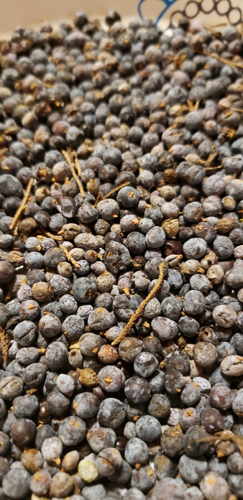 Illinois eastern Red Cedar Tree Seed plant sacred tree of eternal life juniper gallery