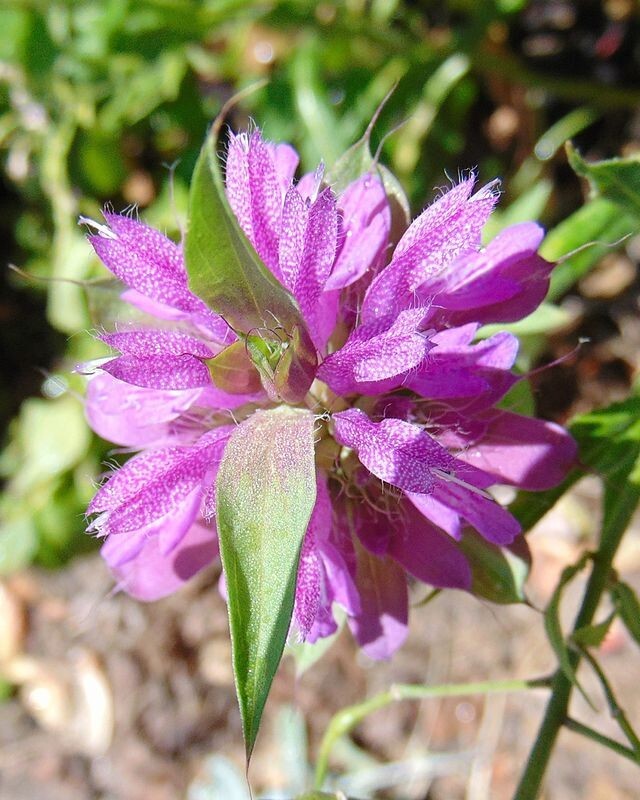 Monarda citriodora | Lemon Mint | Lemon Bee Balm | 1000 Seeds gallery
