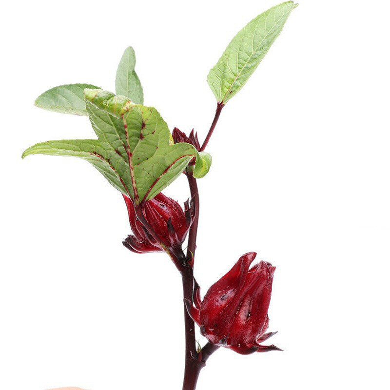 100 XRoselle Seeds/HIBISCUS SABDARIFFA/Jamaican Sorel/Rosella Fruit/Herb/Herbal gallery