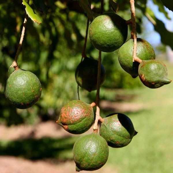 Macadamia Nuts Seedss 20 pcs (Macadamia integrifolia) King of Nuts gallery