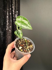 Scindapsus Silver Princess Dark, Exact, US Seller