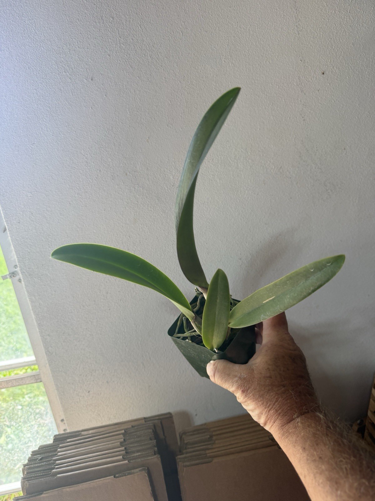 Pot. Shin Shiang Diamond 'Tai Young’ Cattleya Orchid plant BS 4.5” gallery