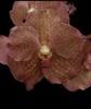 Vanda Bangyikahn Gold xPachara Delight 4” Basket Orchid TWO Plants gallery