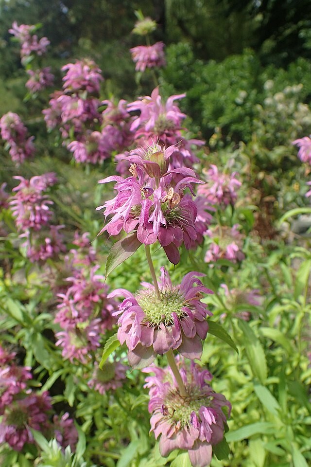 Monarda citriodora | Lemon Mint | Lemon Bee Balm | 1000 Seeds gallery