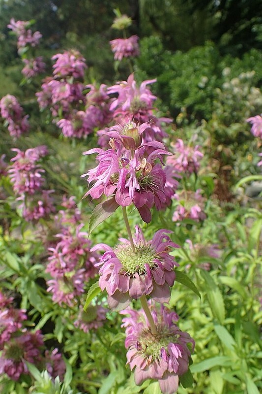 Monarda citriodora | Lemon Mint | Lemon Bee Balm | 1000 Seeds gallery