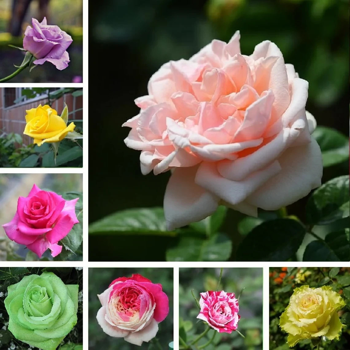 Mix Colorful Rose Seeds, 50pcs/pack gallery