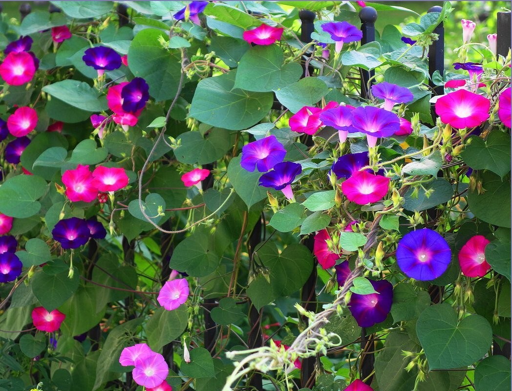 400+ MORNING GLORY FLOWER SEEDS - MIXED COLORS - CLIMBING - BEAUTIFUL --- FRESH gallery