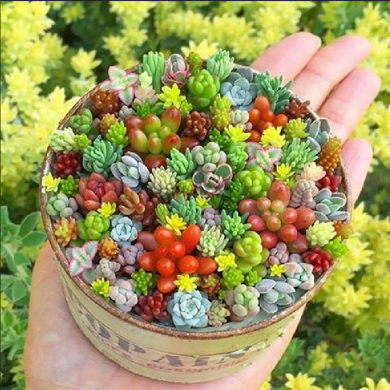 200pcs Rare Mixed Succulent Seeds - Beautiful and Colorful Varieties gallery