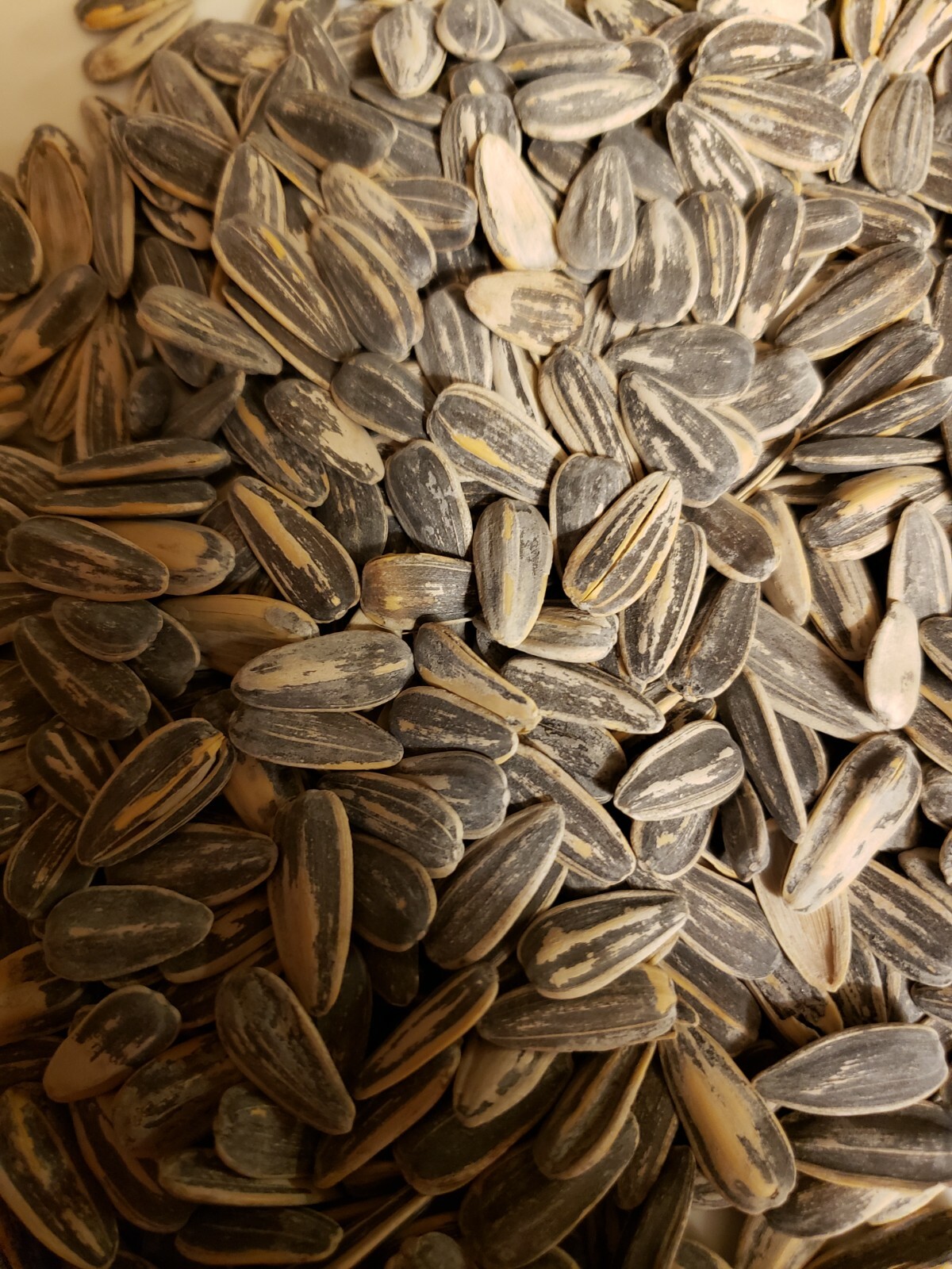 SUNFLOWER SEEDS ..JUMBO.. in Shell Roasted and Salted Grown to Organic Standards gallery