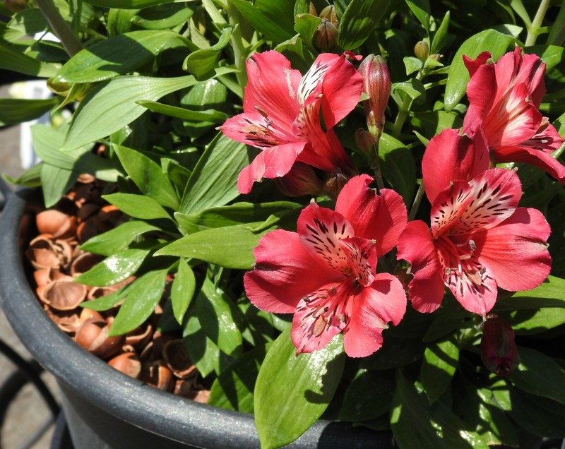 Hazel Shell Mulch - Amendment Product - 6 lbs. gallery