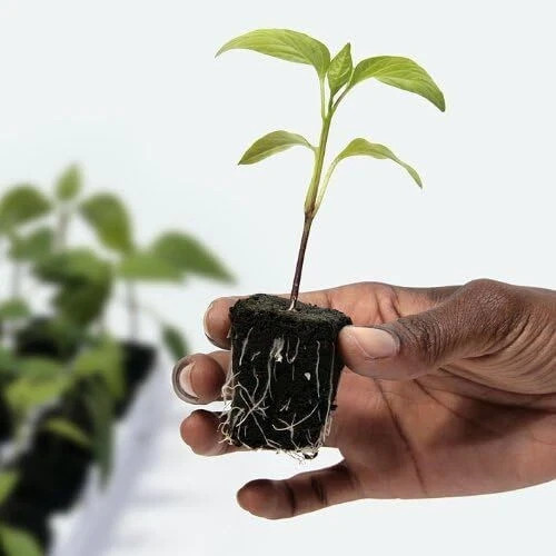 Accelerooter Starter Plugs – 55 Pack Clones/Seedlings NUTRIENT RICH/FAST GROWTH