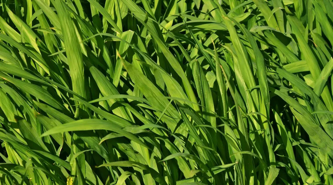Japanese Millet Seeds - Fast Growing, Drought Tolerant, Wildlife - Pound gallery