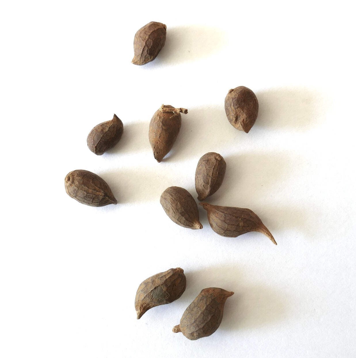 Arachis pintoi SEEDS - Pinto peanut | Forage peanut gallery