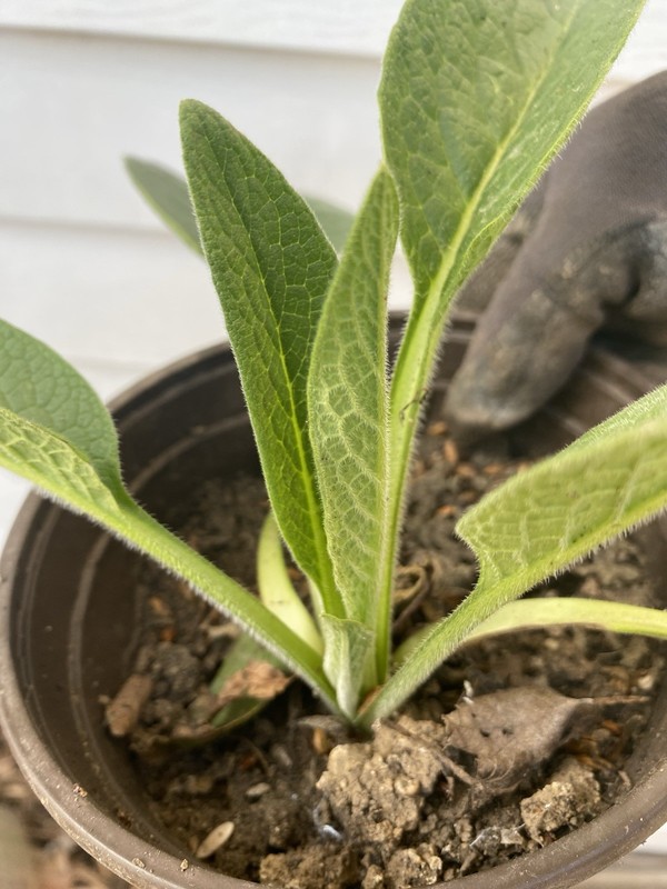 Comfrey Bocking 14, (2) two Established Root Cutting.Shipped Bare Root READ gallery