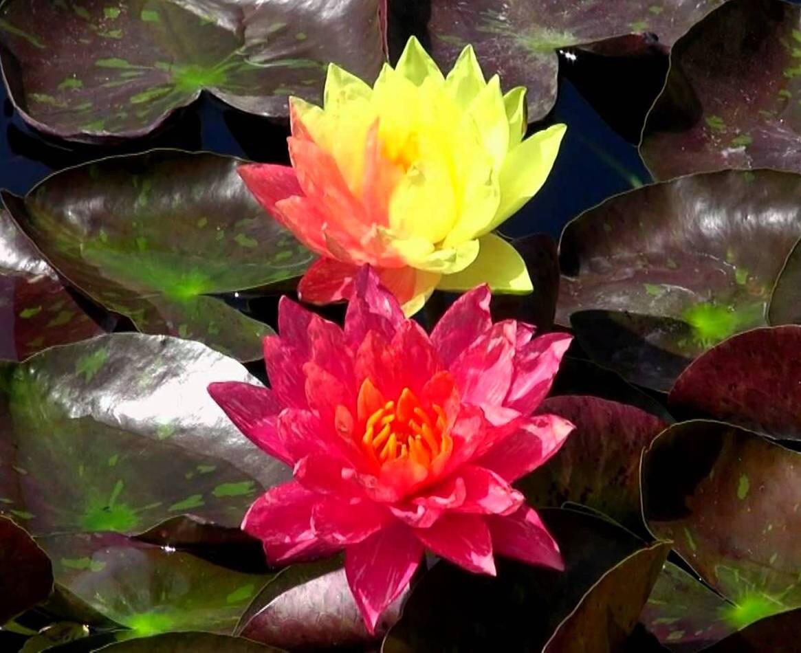 Wanvisa Cold Hardy Water Lily With Many Pads &free Bog Plant gallery
