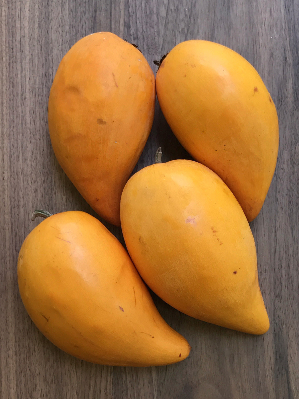 Canistel Yellow Sapote Egg Fruit Pouteria Campechiana Starter Plant Tree 7-12" gallery