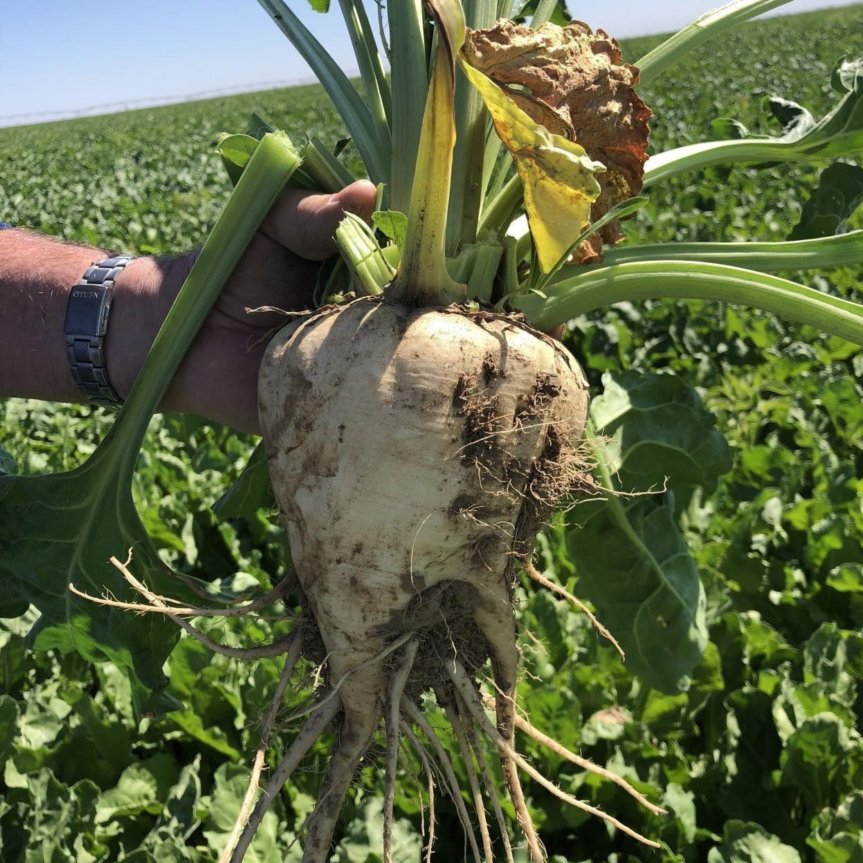 400 Sugar Beet Seeds -- Natural Source of Sugar --- LARGE gallery