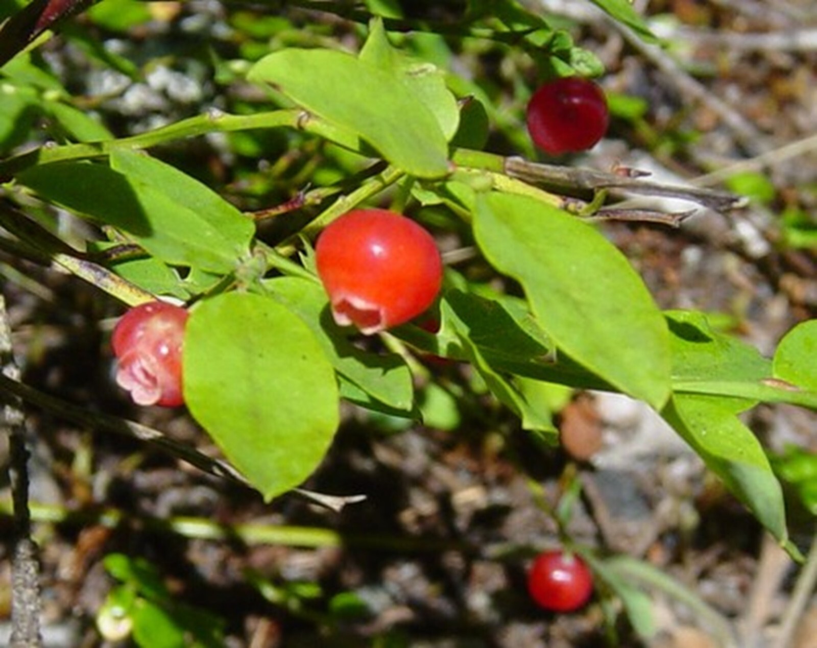 Red Huckleberry {Vaccinium parvifolium} Pre-Stratified 50+ seeds Free Shipping! gallery