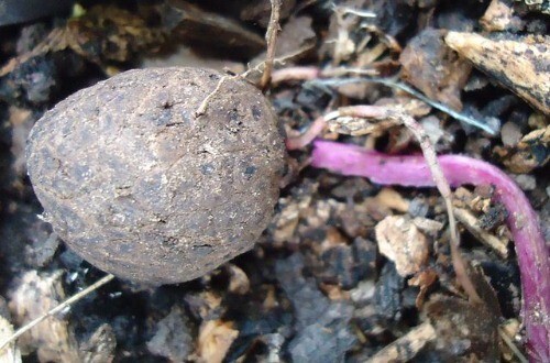 Dioscorea alata | Purple Yam | Ube | 5 Seeds gallery
