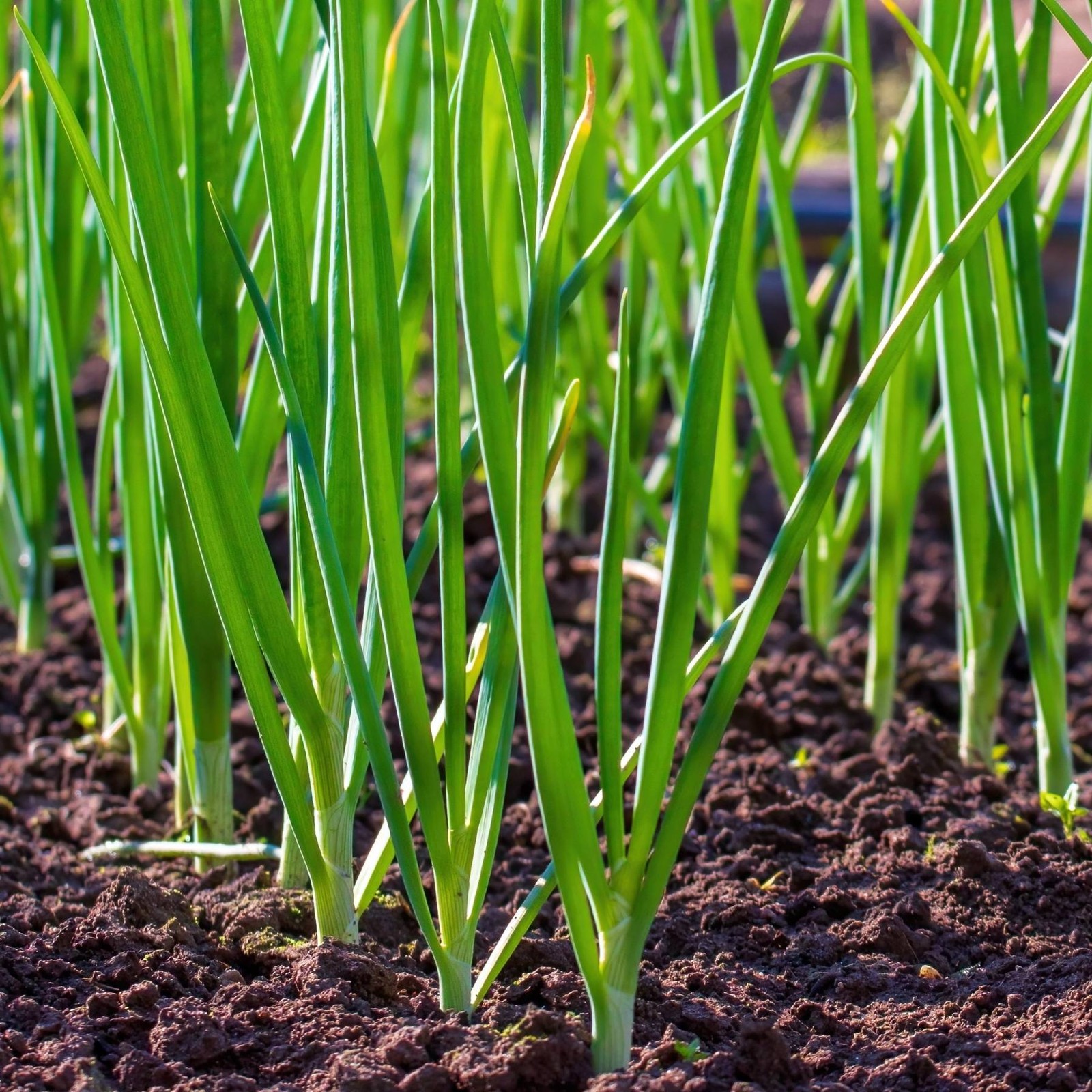 Mr. Fothergill's Spring Onion Seed Oh Sow Simple, Easy to Grow gallery