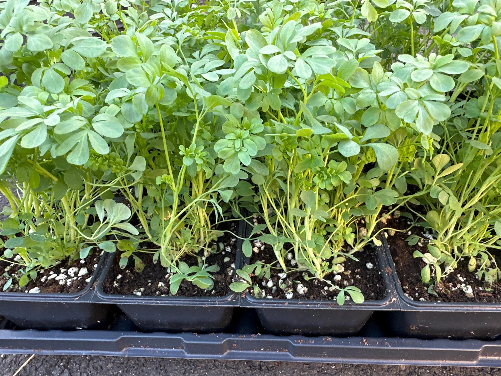 Live Rue Plant Starter Clump, Multiple Seedlings, Ready to Transplant gallery