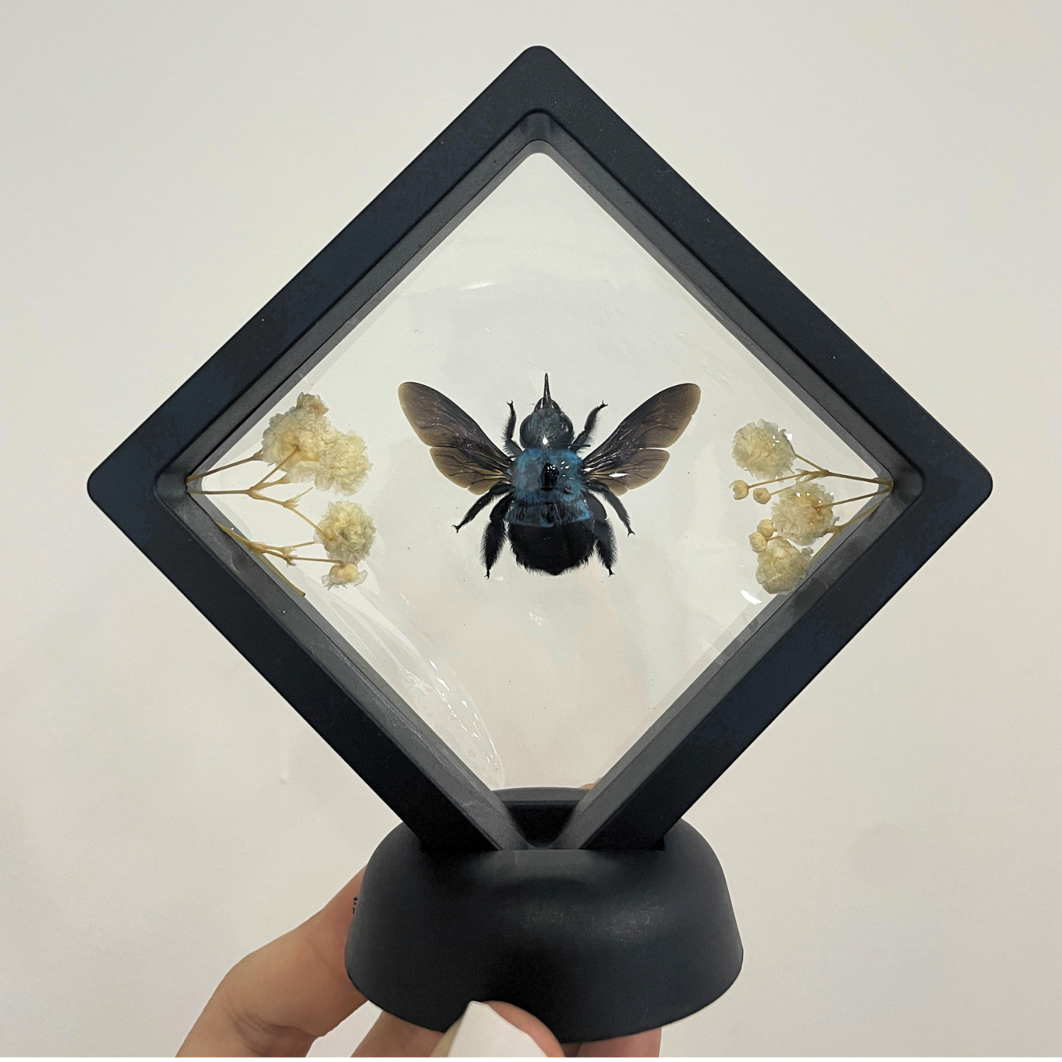 Real Blue Bee Specimen Carpenter Bee Plastic Insect Display Frame Gift For Men gallery