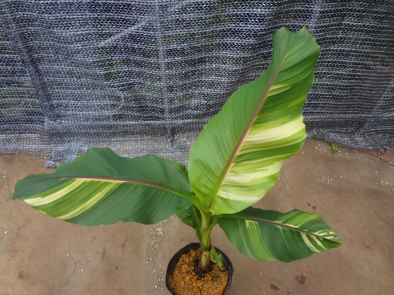 Musa basjoo variegated [Must read description] B gallery