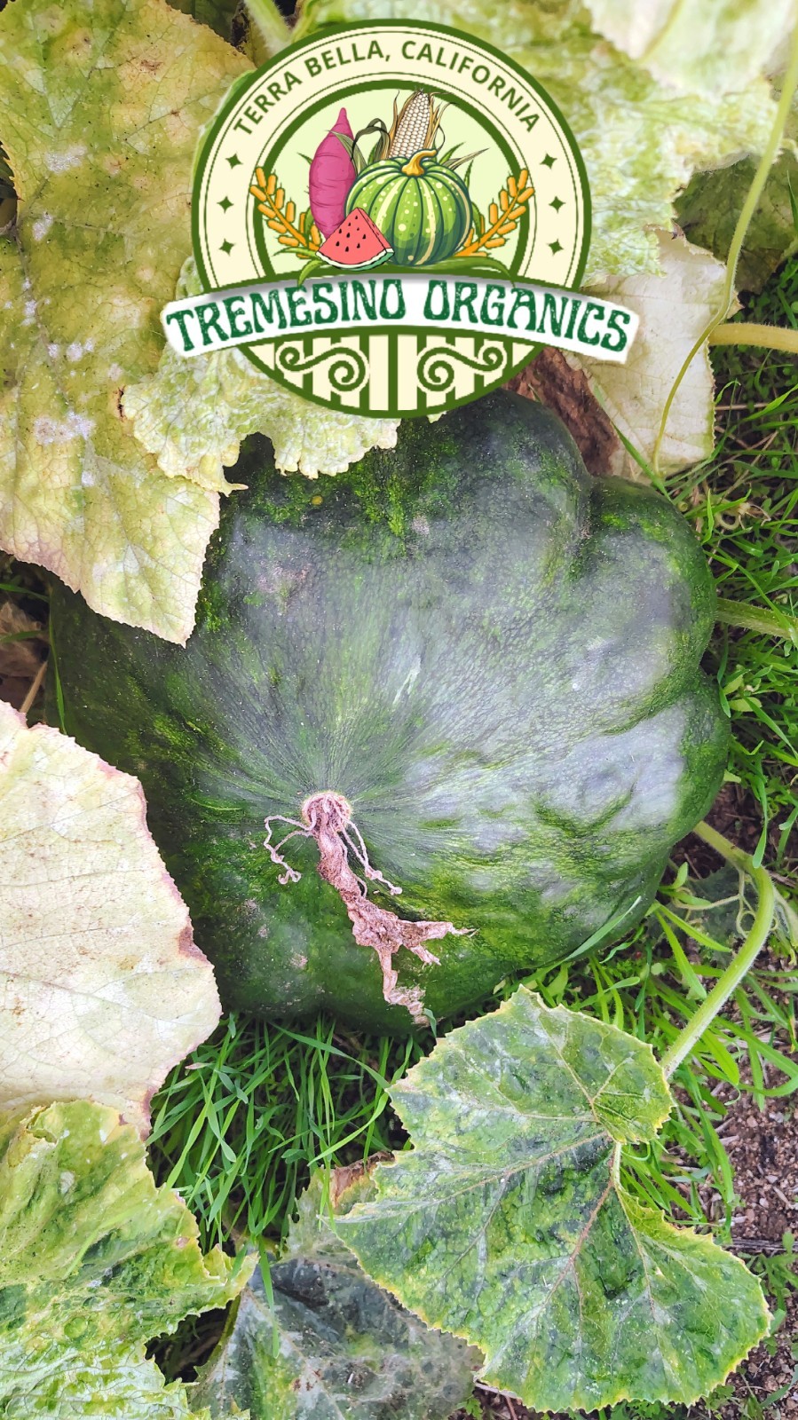 Organic Mexican Green Hardshell Squash, 20 Seeds- Calabaza Mexicana,20 Semillas gallery