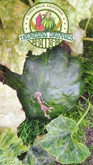 Organic Mexican Green Hardshell Squash, 20 Seeds- Calabaza Mexicana,20 Semillas
