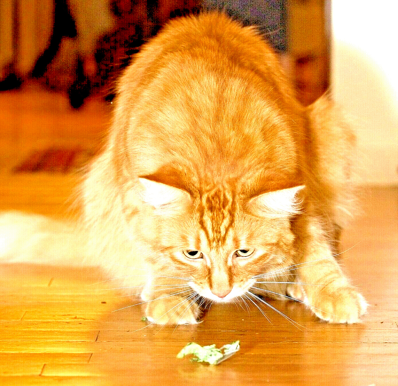 1000+ CATNIP SEEDS PERENNIAL SPRING MOSQUITO BUG REPELLING NON-GMO HEIRLOOM HERB gallery