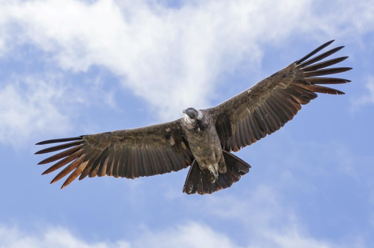 ANDEAN CONDOR GLOSSY POSTER PICTURE PHOTO PRINT BANNER andes vulture bird 8405 gallery