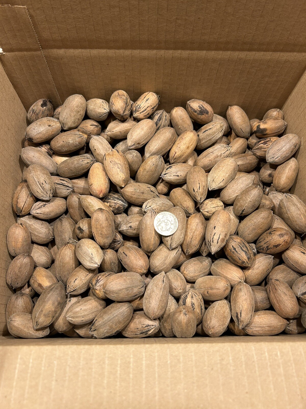 10 Lbs. Fresh 2025 Stuart Pecans In The Shell, Great For Squirrel Feed Or Baking gallery